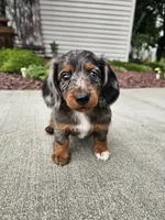 Akc Quinn , a male Miniature Dachshund for sale in Montgomery, IN – 3 of 7