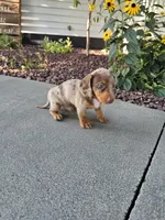 Akc Tucker , a male Miniature Dachshund for sale in Montgomery, IN – 2 of 7