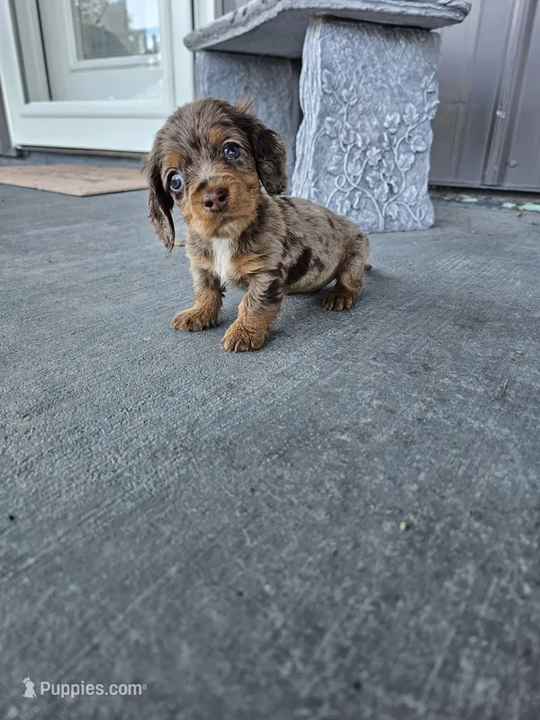 Akc Molly  – Miniature Dachshund puppy for sale in Montgomery, IN