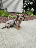Akc Rose, a female Miniature Dachshund for sale in Montgomery, IN – 5 of 8