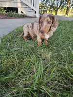 Akc Tucker , a male Miniature Dachshund for sale in Montgomery, IN – 1 of 7