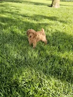 Tasha , a female Poodle - Toy  for sale in Montgomery, IN – 2 of 6