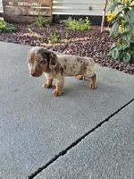 Akc Tucker , a male Miniature Dachshund for sale in Montgomery, IN – 4 of 7