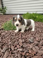 Akc Ian , a male Miniature Dachshund for sale in Montgomery, IN – 2 of 8