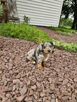 Akc Rose, a female Miniature Dachshund for sale in Montgomery, IN – 8 of 8
