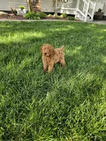 Tasha , a female Poodle - Toy  for sale in Montgomery, IN – 5 of 6