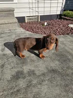 Akc Ollie , a male Miniature Dachshund for sale in Montgomery, IN – 3 of 9
