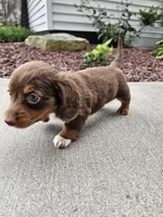 Akc Izzy , a female Miniature Dachshund for sale in Montgomery, IN – 7 of 8