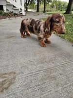 Akc Toby , a male Miniature Dachshund for sale in Montgomery, IN – 3 of 7