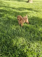 Tasha , a female Poodle - Toy  for sale in Montgomery, IN – 4 of 6