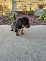 Akc Lacy , a female Miniature Dachshund for sale in Montgomery, IN – 5 of 6