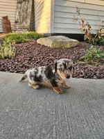 Akc Marshall , a male Miniature Dachshund for sale in Montgomery, IN – 2 of 5