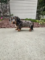 Akc Quinn , a male Miniature Dachshund for sale in Montgomery, IN – 6 of 7