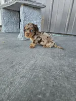 Akc Molly , a female Miniature Dachshund for sale in Montgomery, IN – 4 of 9