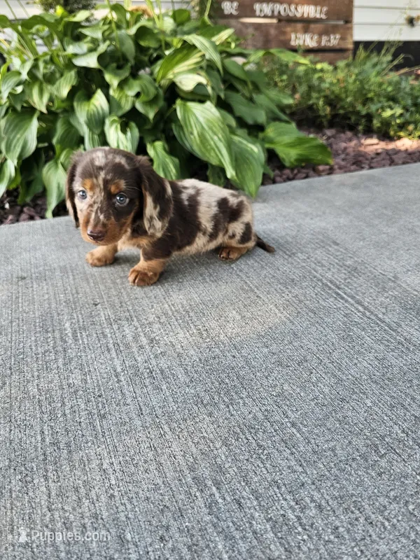 Akc Toby  – Miniature Dachshund puppy for sale in Montgomery, IN