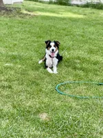 Charlie, a female Australian Shepherd for sale in Fort Wayne, IN – 6 of 7