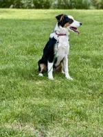 Charlie, a female Australian Shepherd for sale in Fort Wayne, IN – 5 of 7
