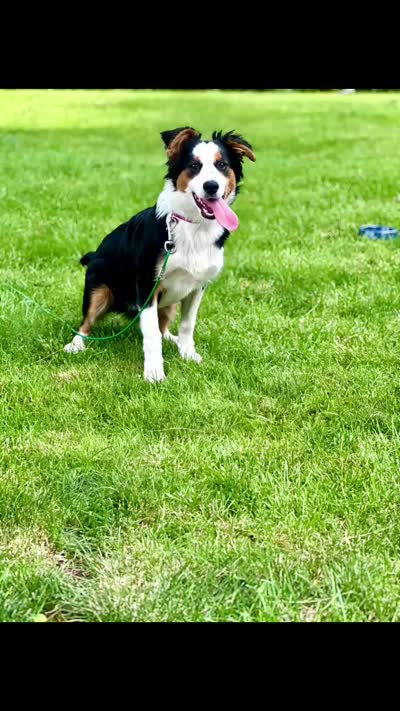 Charlie, a female Australian Shepherd for sale in Fort Wayne, IN – 2 of 7