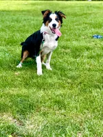Charlie, a female Australian Shepherd for sale in Fort Wayne, IN – 7 of 7