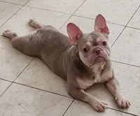 Sol, a female French Bulldog for sale in Bay Shore, NY – 4 of 7