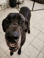 Solstice, a female Great Dane for sale in Bay Shore, NY – 3 of 3