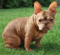 Sol, a female French Bulldog for sale in Bay Shore, NY – 3 of 4