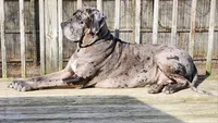 Aura, a female Great Dane for sale in Bay Shore, NY – 2 of 4