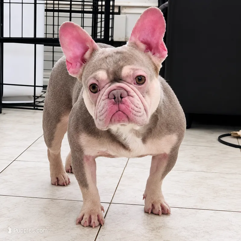 Sol – French Bulldog puppy for sale in Bay Shore, NY
