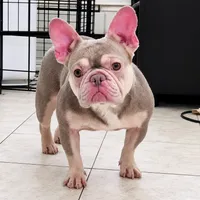 Sol, a female French Bulldog for sale in Bay Shore, NY – 1 of 7
