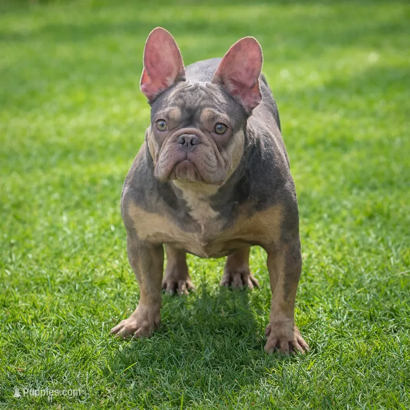 Sol – French Bulldog puppy for sale in Bay Shore, NY