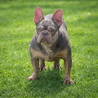 Sol, a female French Bulldog for sale in Bay Shore, NY – 2 of 4