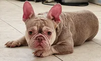 Sol, a female French Bulldog for sale in Bay Shore, NY – 3 of 7