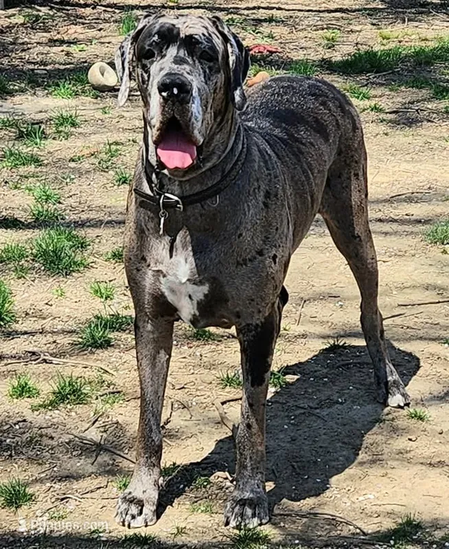 Aura – Great Dane puppy for sale in Bay Shore, NY