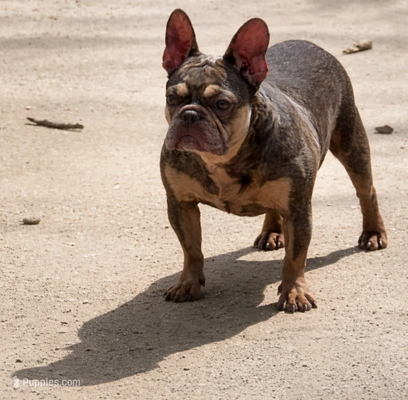 Sol – French Bulldog puppy for sale in Bay Shore, NY