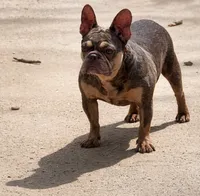 Sol, a female French Bulldog for sale in Bay Shore, NY – 1 of 4
