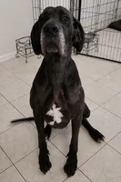 Solstice, a female Great Dane for sale in Bay Shore, NY – 2 of 3