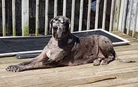 Aura, a female Great Dane for sale in Bay Shore, NY – 4 of 4