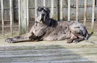 Aura, a female Great Dane for sale in Bay Shore, NY – 3 of 4