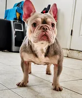 Sol, a female French Bulldog for sale in Bay Shore, NY – 2 of 7