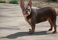 Sol, a female French Bulldog for sale in Bay Shore, NY – 4 of 4