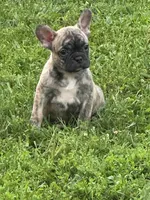 Cocoa, a female French Bulldog and Frenchton for sale in Frankfort, IN – 5 of 7