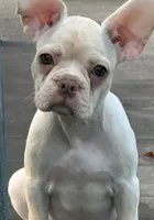 Lilly, a female French Bulldog and Frenchton for sale in Frankfort, IN – 5 of 8