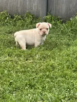 Becky, a female French Bulldog and Frenchton for sale in Frankfort, IN – 5 of 6
