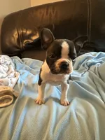 Savanna, a female Boston Terrier and French Bulldog for sale in Frankfort, IN – 7 of 9