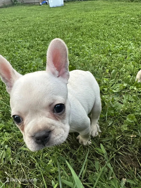 Polar Pup – French Bulldog, Frenchton puppy for sale in Frankfort, IN