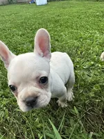 Polar Pup, a female French Bulldog and Frenchton for sale in Frankfort, IN – 1 of 6