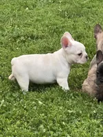 Polar Pup, a female French Bulldog and Frenchton for sale in Frankfort, IN – 3 of 6