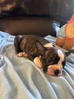 Ava, a female Boston Terrier and French Bulldog for sale in Frankfort, IN – 4 of 9