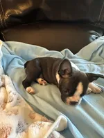 Savanna, a female Boston Terrier and French Bulldog for sale in Frankfort, IN – 2 of 9