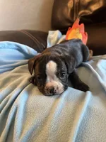 Butterball , a male Boston Terrier and French Bulldog for sale in Frankfort, IN – 6 of 9
